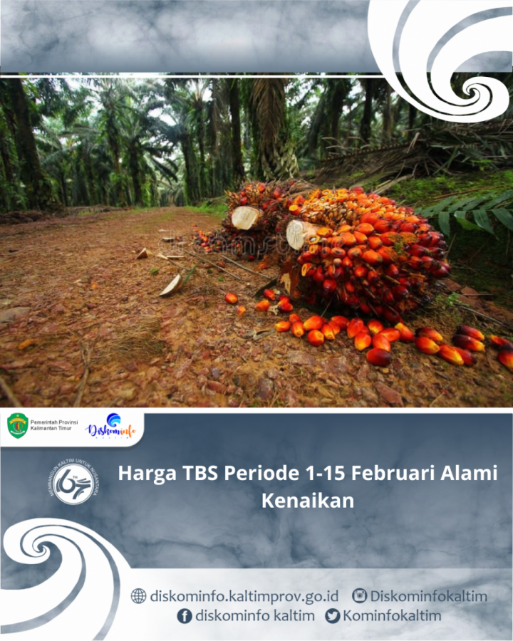 Harga TBS Periode 1-15 Februari Alami Kenaikan