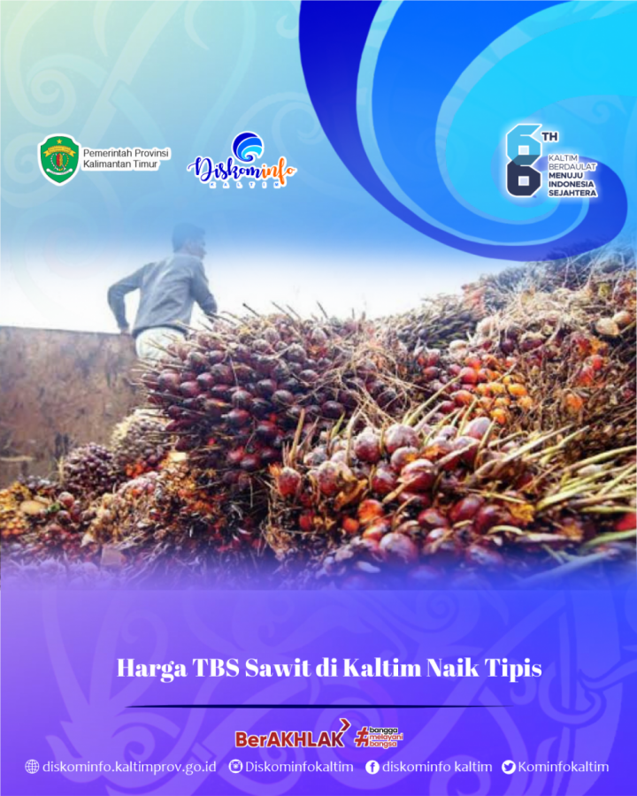 Harga TBS Sawit di Kaltim Naik Tipis