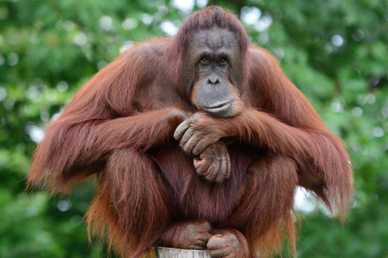 Sobat Kom, Mari Mengenal  Orang Utan dan Jenisnya