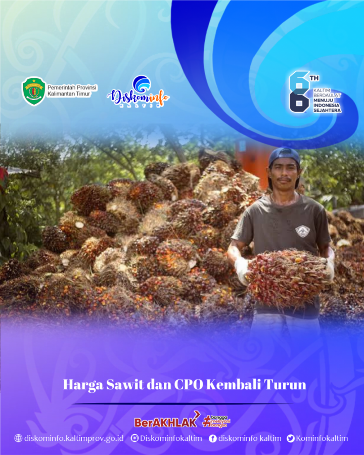 Harga Sawit dan CPO Kembali Turun