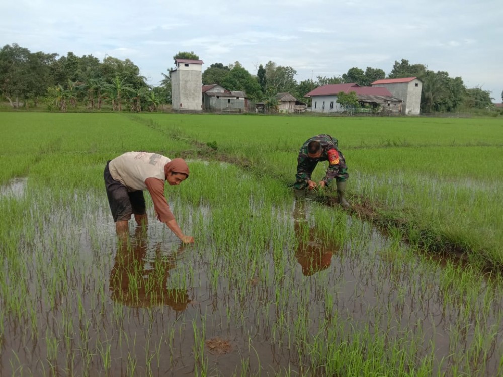 Babinsa Penajam Terjun Ke Sawah Ikut Tanam Padi