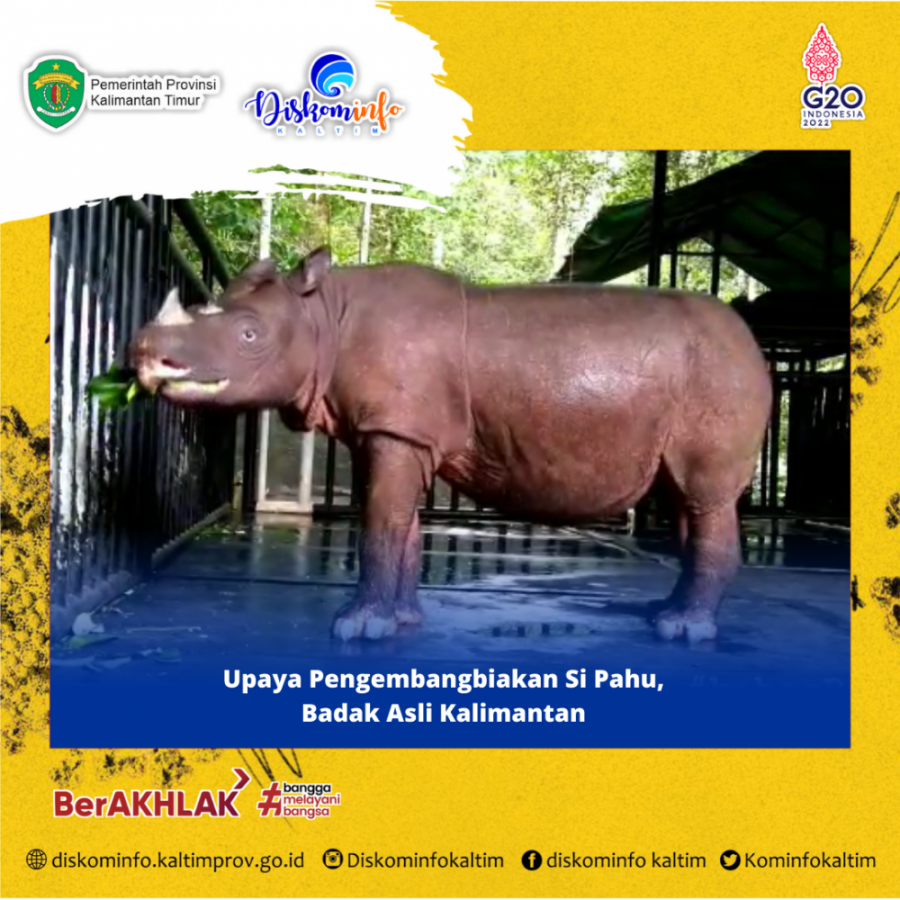 Upaya Pengembangbiakan Si Pahu, Badak Asli Kalimantan