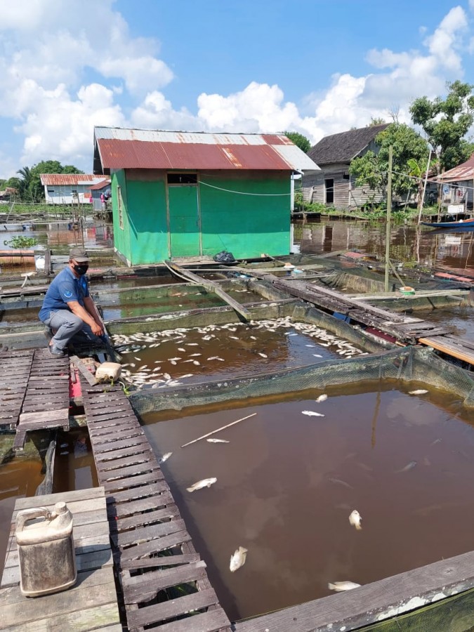 Fenomena  Penurunan Kualitas Air,  Akibatkan Ribuan Ikan Tambak Mati Mendadak