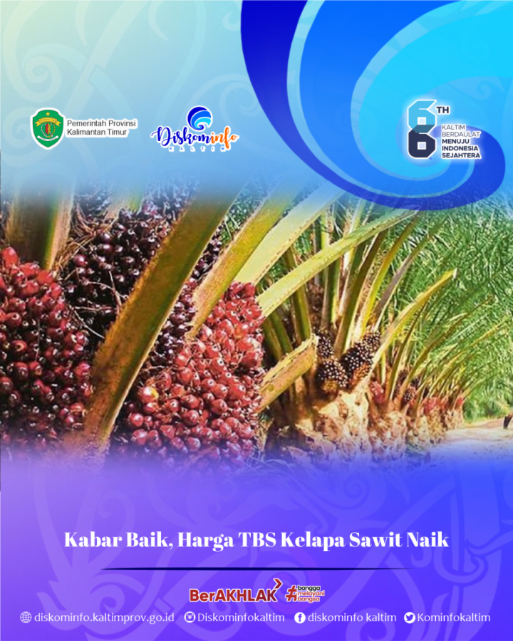 Kabar Baik, Harga TBS Kelapa Sawit Naik