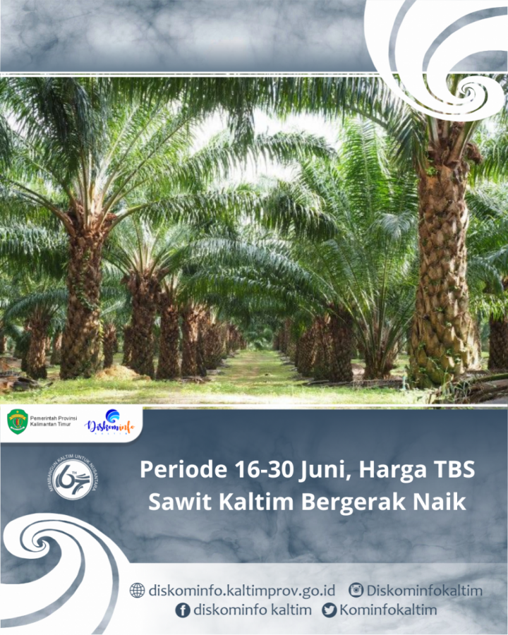 Periode 16-30 Juni, Harga TBS Sawit Kaltim Bergerak Naik