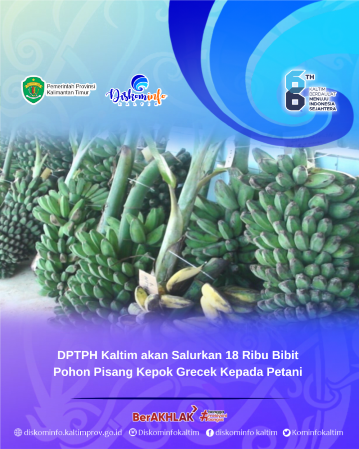 DPTPH Kaltim akan Salurkan 18 Ribu Bibit Pohon Pisang Kepok Grecek Kepada Petani