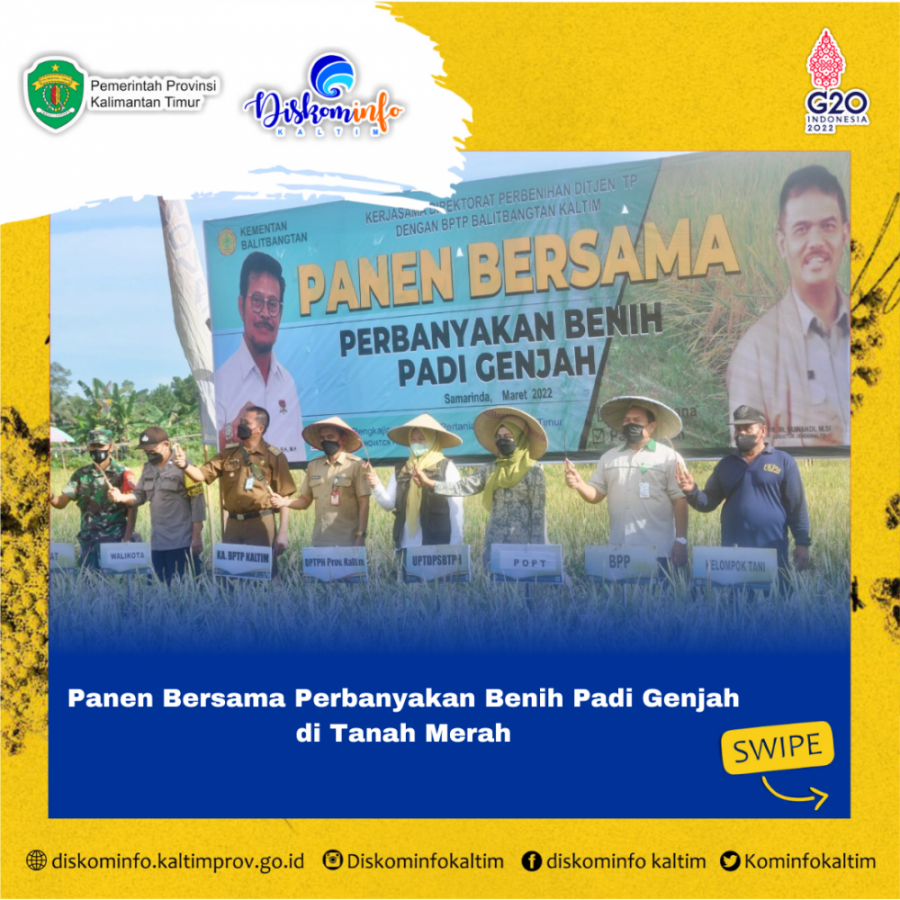 Panen Bersama Perbanyakan Benih Padi Genjah Cakrabuana di Tanah Merah