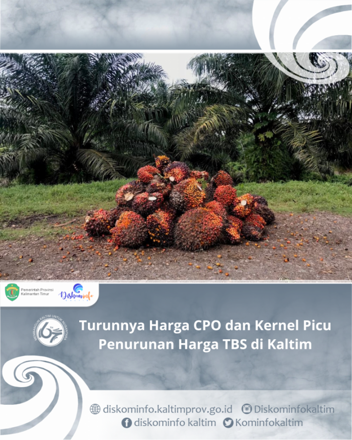 Turunnya Harga CPO dan Kernel Picu Penurunan Harga TBS di Kaltim