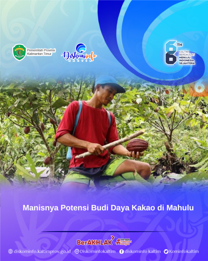 Manisnya Potensi Budi Daya Kakao di Mahulu