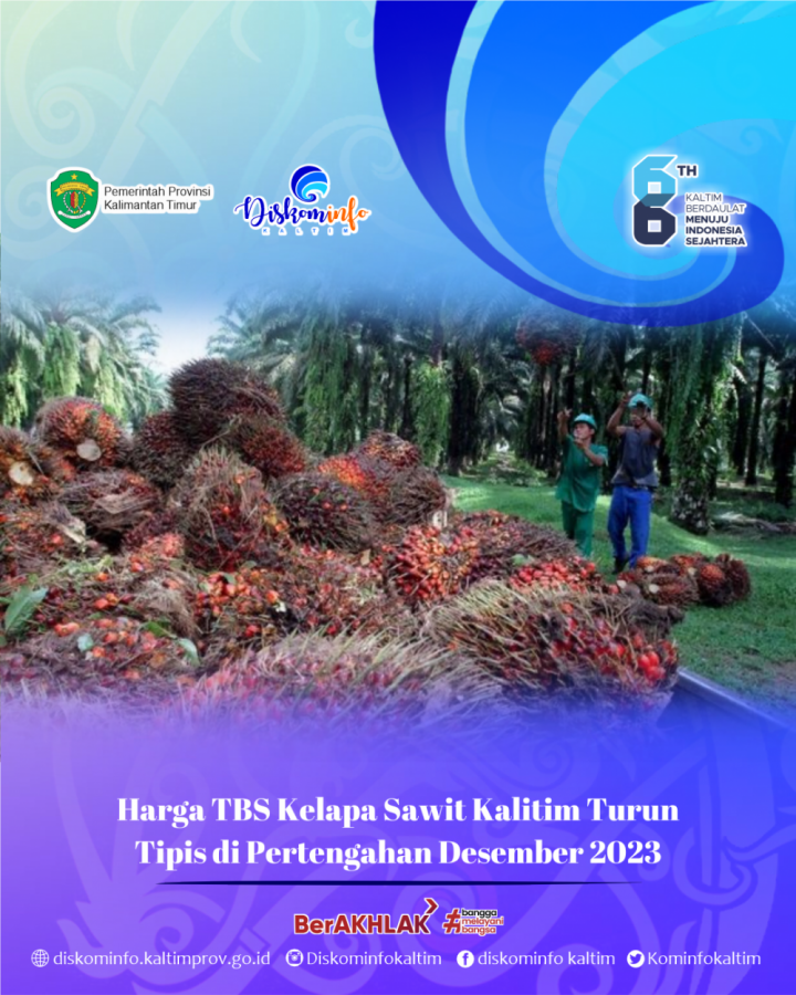 Harga TBS Kelapa Sawit Kalitim Turun Tipis di Pertengahan Desember 2023