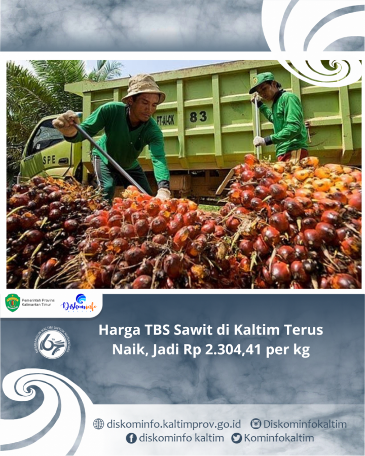 Harga TBS Sawit di Kaltim Terus Naik, Jadi Rp 2.304,41 per kg