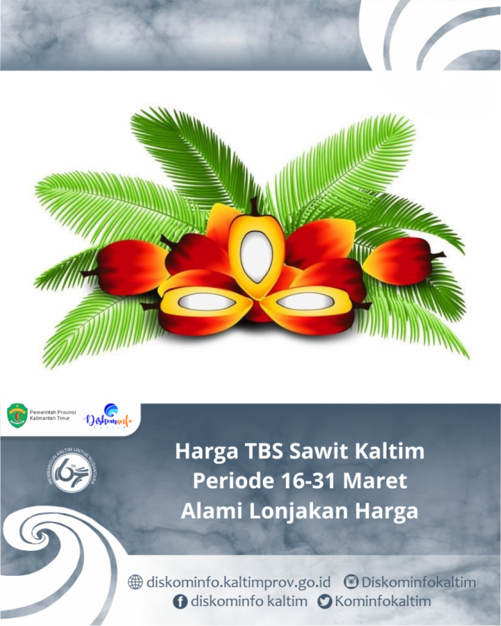 Harga TBS Sawit Kaltim Periode 16-31 Maret  Alami Lonjakan Harga