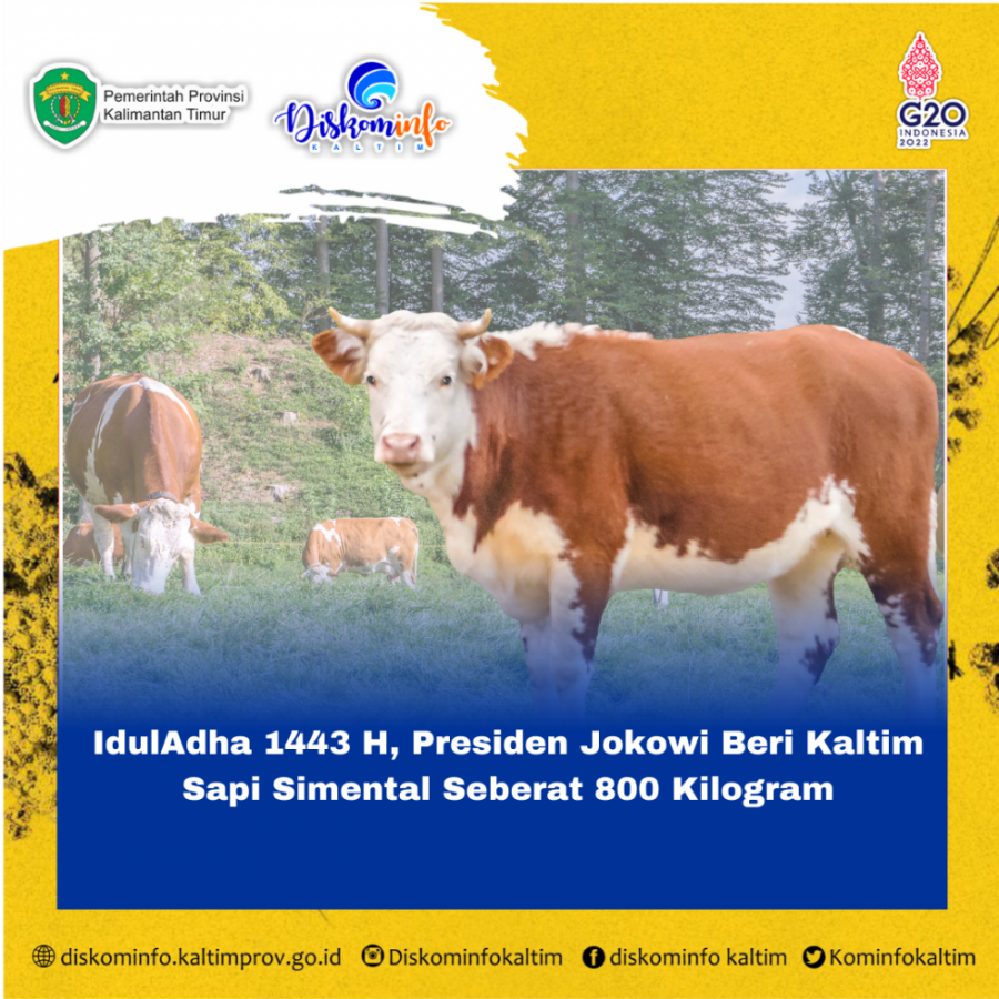 IdulAdha 1443 H, Presiden Jokowi Beri Kaltim Sapi Simental Seberat 800 Kilogram