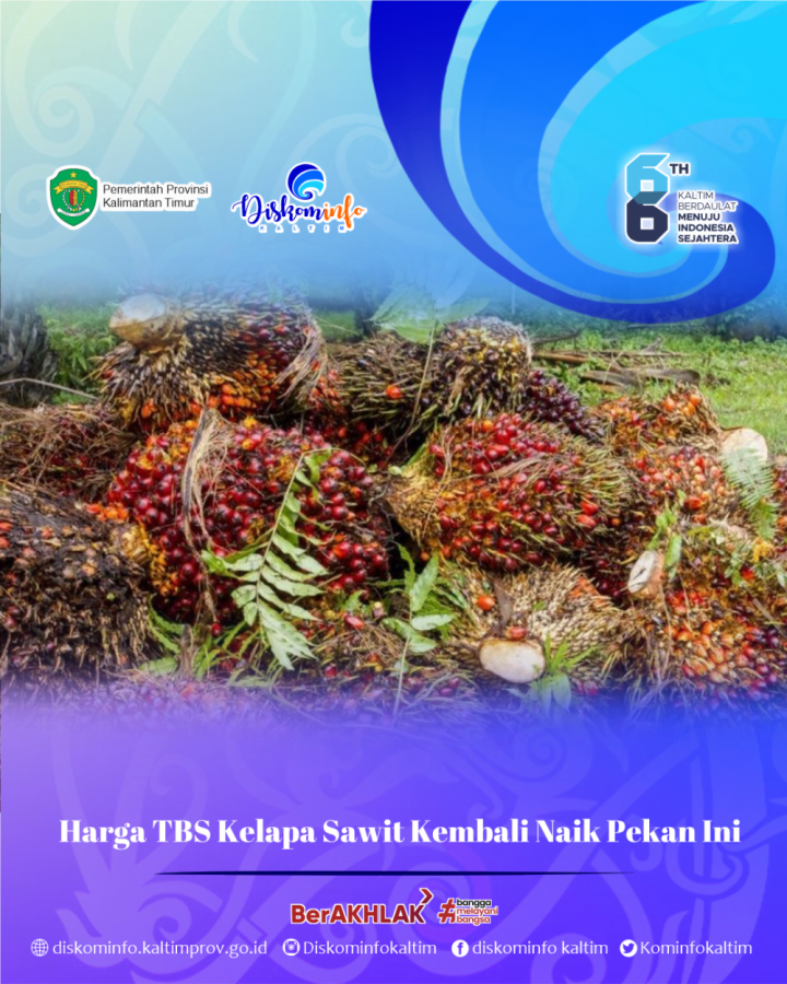 Harga TBS Kelapa Sawit Kembali Naik Pekan Ini