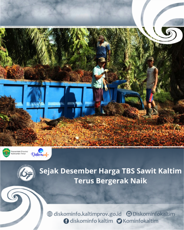 Sejak Desember Harga TBS Sawit Kaltim Terus Bergerak Naik