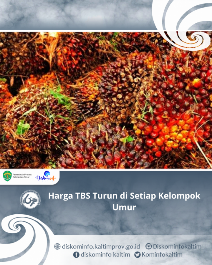 Harga TBS Turun di Setiap Kelompok Umur