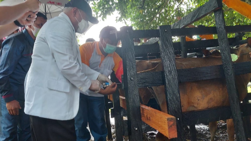 Sapi di Biduk-Biduk Tidak Lagi Berkeliaran