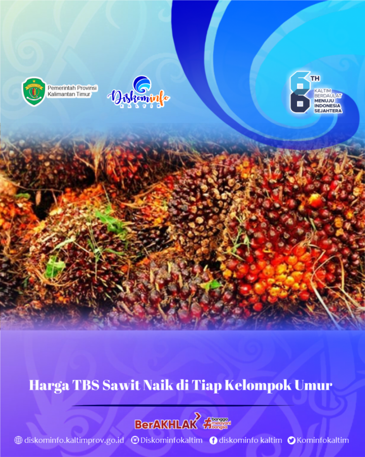 Harga TBS Sawit Naik di Tiap Kelompok Umur